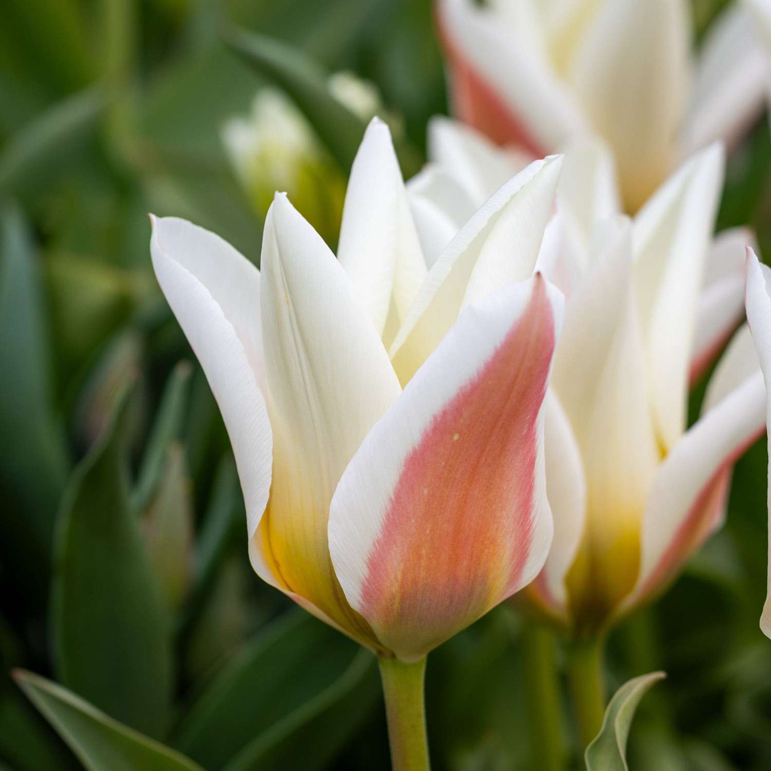 Tulipe 'Serano'
